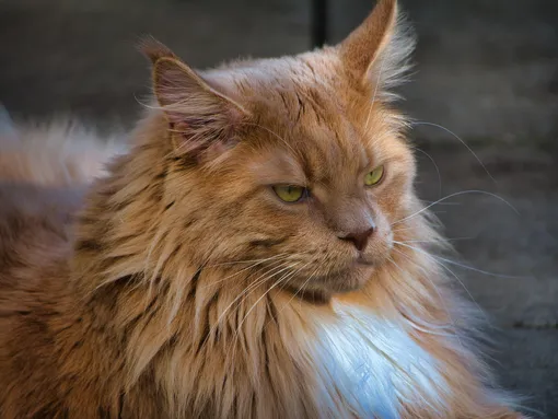 Рыжая кошка обычно снится к предательству друга. Большой кот, стоящий у порога у вашего дома, это, наоборот, хороший знак — он символизирует защиту дома к чему снятся кошки