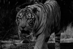 Каким будет 2022-й: чего ждать от года Водяного Тигра