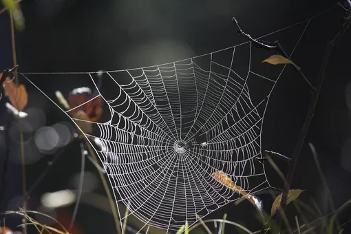Каждая деталь во сне с пауком имеет значение Каждая деталь во сне с пауком имеет значение