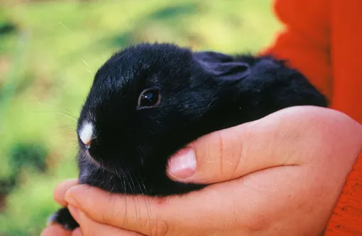 Каким будет год Черного Кролика Каким будет год Черного Кролика