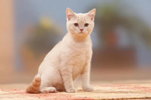 Кошка во сне может быть как добрым символом, так и злым Что делать, если приснилась кошка