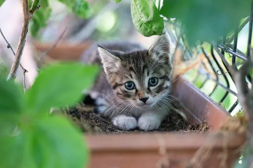 Кошки во сне часто символизируют близкий круг человека к чему снятся кошки