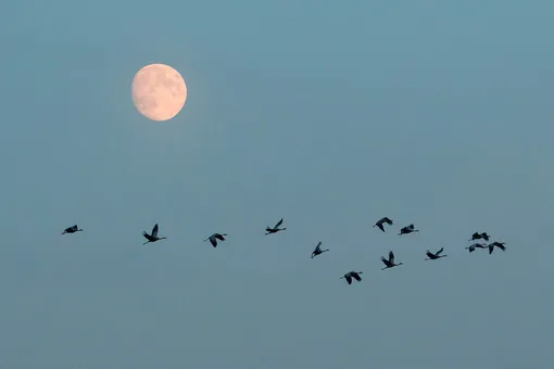 Один из ответов на вопрос, что нельзя делать в полнолуние, — вступать в дискуссии и споры, потому что они могут перерастать в ссоры Что нельзя делать в полнолуние