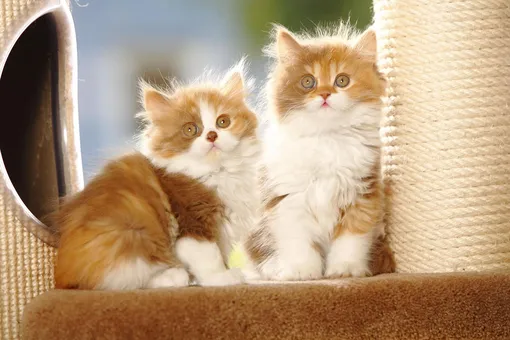 Кошка — очень милый образ, который, тем не менее, во сне часто считается предвестником тревожных событий К чему снятся кошки