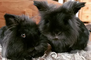 Каким будет год Водяного Кролика по китайскому календарю: чего ждать от 2023-го, в чем встречать, что ставить на стол, как отмечать