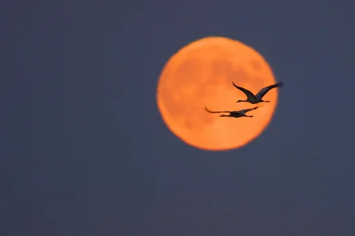 Энергия Луны наиболее сильна в полнолуние. Что нельзя делать в этот день? Лучше не назначать важные встречи, а остаться дома и посвятить время себе Что делать в полнолуние