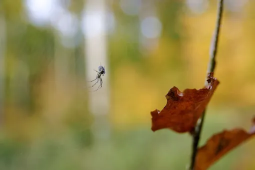 Паук во сне может указывать на проблемы Паук во сне может указывать на проблемы