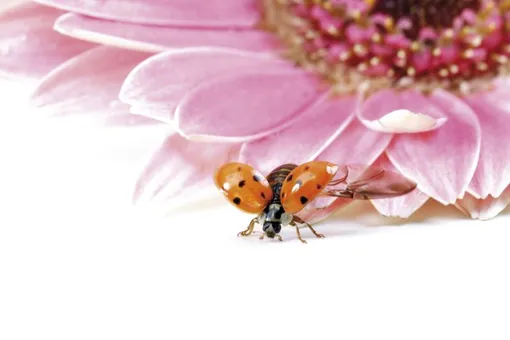 Божья коровка Божья коровка