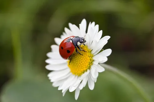 Как загадать желание с божьей коровкой Как загадать желание с божьей коровкой