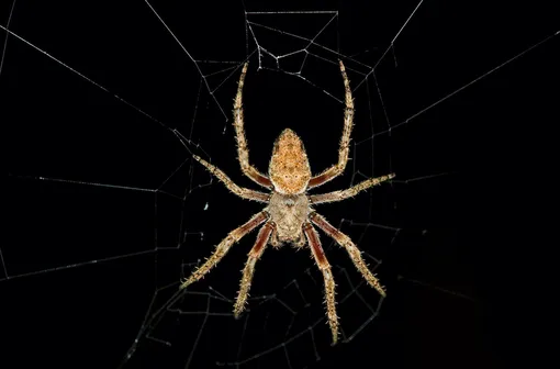 Паук во сне может быть как хорошим, так и плохим знаком Паук во сне может быть как хорошим, так и плохим знаком