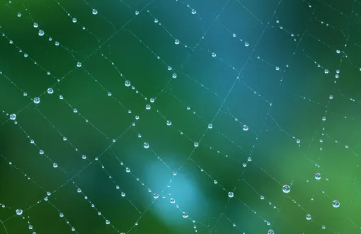 Обращайте внимание на паутину во сне Обращайте внимание на паутину во сне